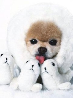 Animal Wallpapers 0007